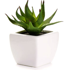 Boxwood Bon