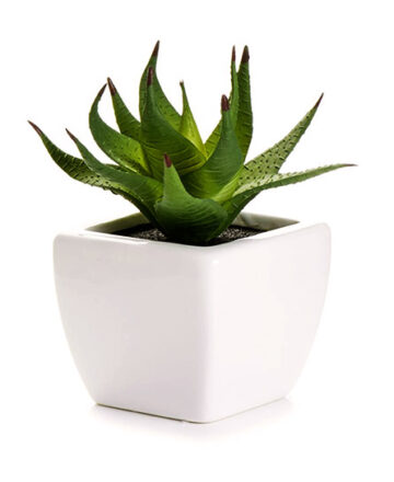 Boxwood Bon