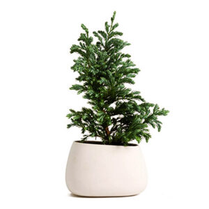 Planta Delray