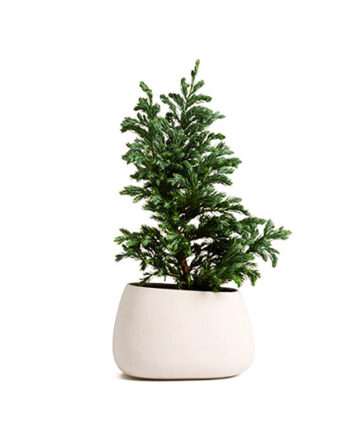 Planta Delray