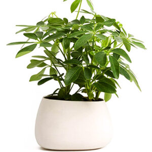 Azalea Bonsai