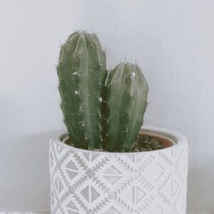 Maceta con cactus