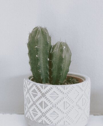 Maceta con cactus